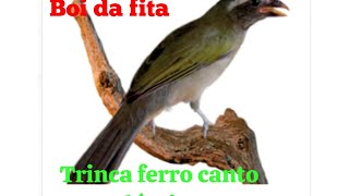 trinca ferro canto Clássico 4 notas boi [upl. by Kcirre]