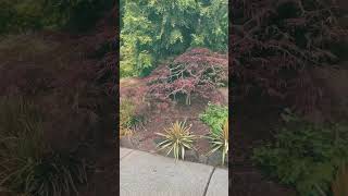 Dramatic Japanese laceleaf maple pruning in Bothell WA  Late June [upl. by Aznerol]