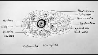 HOW TO DRAW DIAGRAM OF ENTAMOEBA HISTOLYTICA CLASS CBSE 12 BIOLOGY [upl. by Bortman]