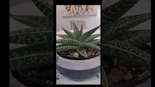 Gasteria Aloe houseplants succulents gasteria [upl. by Notnroht882]