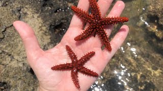 Estrela do Mar na Praia do Ermitão em Guarapari  ES [upl. by Reppep802]