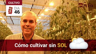 Luz Artificial para Plantas de Tomate en Invernadero 💡🌞 ¿Cómo Cultivar SIN SOL [upl. by Caldeira]