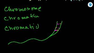 Chromosomes and Chromatids Cell structure  Biology [upl. by Grosvenor]