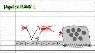 Papel de RANK L [upl. by Annasoh723]