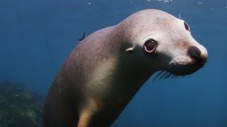 Sea Lion Staring Contest HD [upl. by Adlemy289]