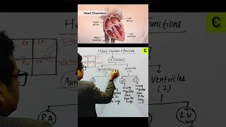 Heart 4 chambers🔥 circulatorysystem neet nursing futuredoctor pharmacist [upl. by Okoyik]