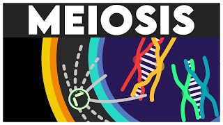 Meiosis Animation  Cell Cycle and Cell Division Class 11  Meiosis I  Meiosis II  NEET 2024 [upl. by Urbas112]