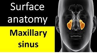 Surface anatomy of maxillary sinus [upl. by Van462]