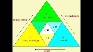 csirdbtgatenetecologytopicGRIMESTRIANGLEimportanttopiccompitetorruderalstresstolrent [upl. by Hctim]