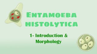 Entamoeba histolytica 1  Introduction  Morphology [upl. by Eibmab339]