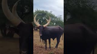 Raça Ankole 🎥  ankole ankolewatusi [upl. by Idonna]