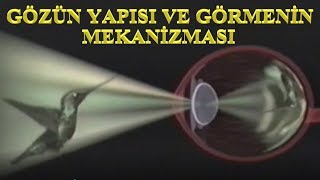 GÖRME OLAYI NASIL GERÇEKLEŞİYOR [upl. by Pascia962]