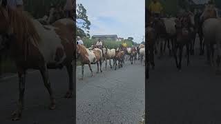 Chincoteague Pony Penning 2024 [upl. by Eneluqcaj]