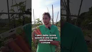 🥕 Come sono fatti semi delle carote  🥕  GUARDA IL VIDEO COMPLETO shorts [upl. by Sungam]