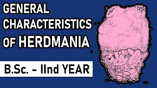 General Characters of Herdmania  Urochordata  BSc2nd year  Zoology Point [upl. by Coreen]