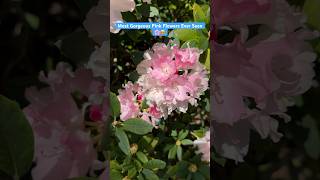 The Stunning Pink Colored Rhododendron Full of Blooms 🌸shorts [upl. by Calli]