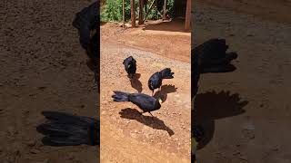 Black Curassow 🦅 Powisi 🇸🇷🔥🌳🌴Come And Enjoy Some Adventure With UsBoek jou reservering📱📝 🌳🌴🌴 [upl. by Aiouqahs]