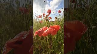 Poppies field poppypoppiesflowersnaturenatureloversnaturephotographynaturelovernaturebeauty [upl. by Enaywd433]