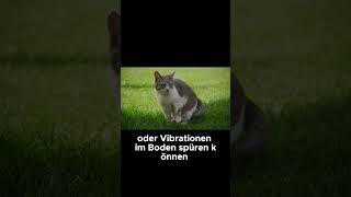 Können Katzen Erdbeben vorhersagen  Katzenfakten [upl. by Surad]