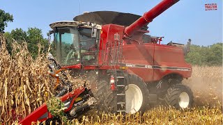 CASE IH 6150 AxialFlow Combine Harvesting Corn [upl. by Anitrebla]