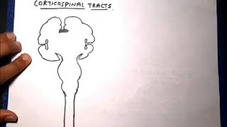 Corticospinal tract diagram [upl. by Piers]