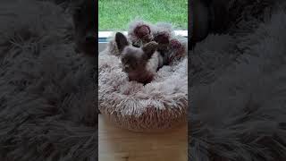 Mein Lieblingslied hund chihuahua funny cute [upl. by Forsyth]