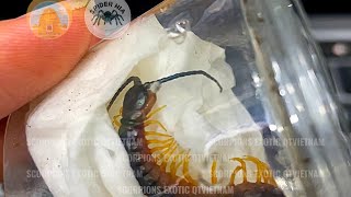 Unbox amp Set Up Scolopendra gigantea quotBlackquot morph size pling [upl. by Marchall]