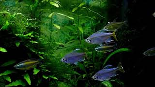 Phenacogrammus aurantiacus  Blueeyed Congo Tetra [upl. by Philander]