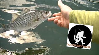 FISHING the MELTON HILL DAM [upl. by Craig]