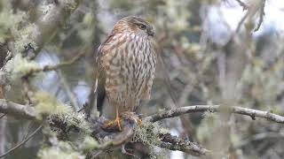 Sharpshinned Hawk imm amp junco [upl. by Davie]