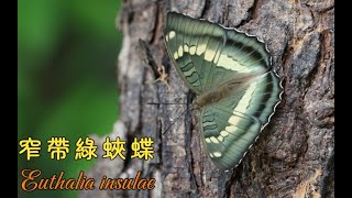 【4K】窄帶綠蛺蝶 Euthalia insulae [upl. by Amabelle]