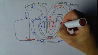 Cardiovascular System Disorders Parts 1  5 [upl. by Salinas]