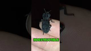 This BEETLE is INDESTRUCTIBLE 🤯 facts animalfacts [upl. by Eilitan]