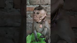 baby monkey eats cat food shorts monkey babymonkey monkeymoly catfood [upl. by Repsaj]