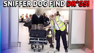 Customs Sniffer Dogs Find Drgs At The Airport [upl. by Lottie276]