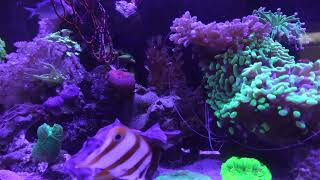 Marine Fish Tank 4K one hour 40 minutes [upl. by Assirek]