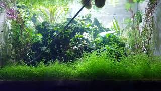 trimming pearlweed carpet [upl. by Hpesoj]