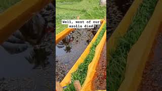 Azolla farming organic farming azolla farmlife shortvideo farm lifehacks [upl. by Tterraj]