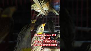 Manyar kelapa 21K Full stok kicaumania abadibirdcibinong [upl. by Yelir]