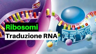 RIBOSOMI e TRADUZIONE dellmRNA negli EUCARIOTI [upl. by Aldin853]