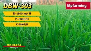 dbw 303 wheat variety details in hindi  dbw 303 wheat variety details  dbw 303 gehu ki verayti [upl. by Athena824]