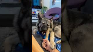 Norwegian Elkhound Puppy Highlight [upl. by Knox698]