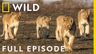 Turf Wars Worlds Angriest Animals Full Episode  Animal Fight Night [upl. by Diarmid]