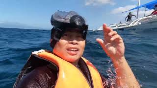 Snorkling in Moalboal Beach Resort Cebu Philippines [upl. by Wong]