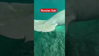 Spotted this Russian submarine at the springs florida Springs Russian sub [upl. by Tillford]