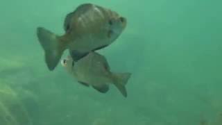 Snorkeling Bimini  Treasure Lake Part 2 [upl. by Bunnie]