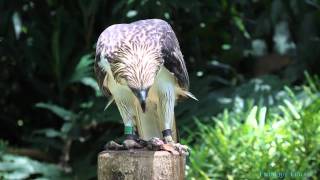 Philippine Eagle quotMindanaoquot feeding 33 [upl. by Yvi]