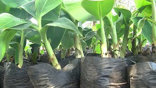 Producing healthy plantain and banana suckers summary [upl. by Arateehc]