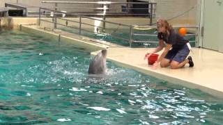 DelfinShowdolphinshow Allwetterzoo Münster [upl. by Olenolin]