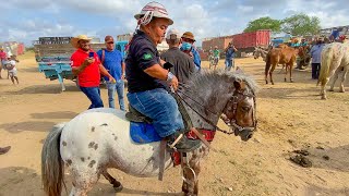 PILILIU COMPRA PÔNEI PRA CORRER NA VAQUEJADA  FEIRA DE CAVALOS [upl. by Det]